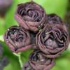 Auricula mystery - abriachan nurseries